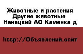 Животные и растения Другие животные. Ненецкий АО,Каменка д.